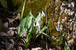 White troutlily <BR>White fawnlily